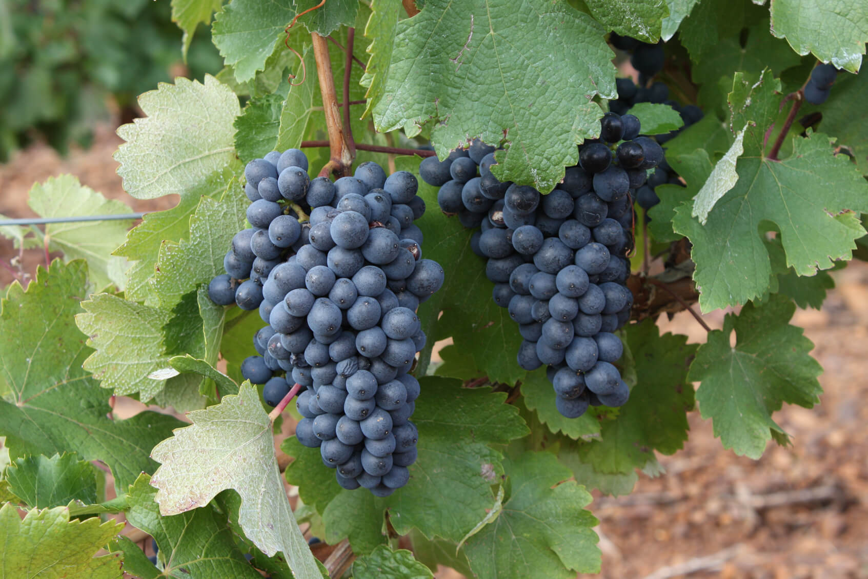 Uvas, Rutas de la Viña y el Vino